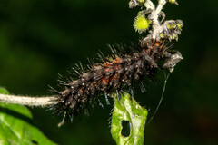 Hypercompe scribonia