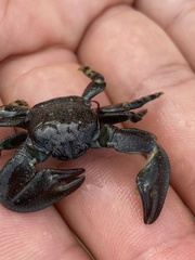 Petrolisthes cinctipes