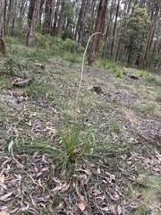 Xanthorrhoea minor lutea