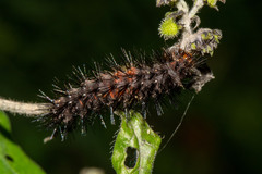 Hypercompe scribonia