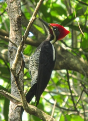 Dryocopus lineatus