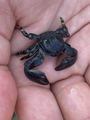 Petrolisthes cinctipes