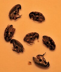 Algarobius bottimeri