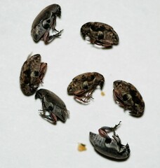 Algarobius bottimeri