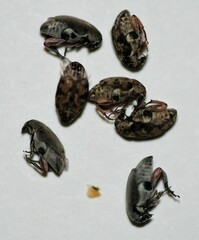 Algarobius bottimeri