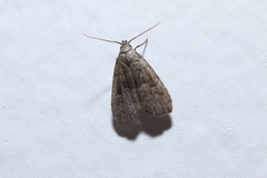 Hypenodes franclemonti
