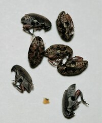 Algarobius bottimeri