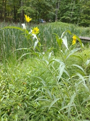 Helianthus maximiliani