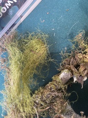 Pseudisothecium stoloniferum