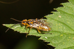 Tenthredinoidea