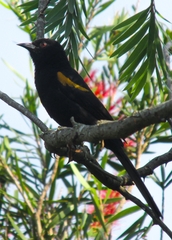 Icterus pyrrhopterus