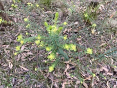 Pimelea flava