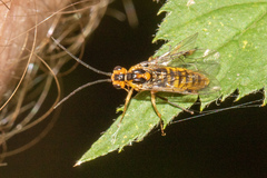 Tenthredinoidea