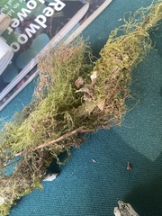 Pseudisothecium stoloniferum