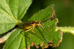 Tenthredinoidea