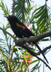 Icterus pyrrhopterus
