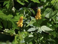 Senna alata