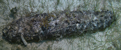 Holothuria mexicana