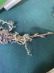 Sphaerophorus tuckermanii