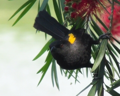 Icterus pyrrhopterus