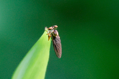 Holcocephala