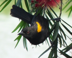 Icterus pyrrhopterus