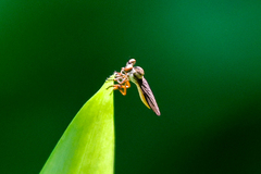 Holcocephala