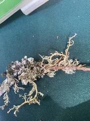 Sphaerophorus tuckermanii