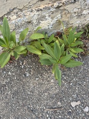 Centranthus ruber