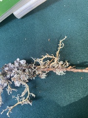 Sphaerophorus tuckermanii