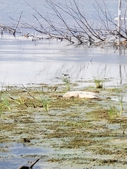 Charadriiformes
