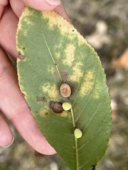 Caryomyia persicoides