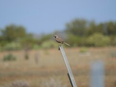 Cincloramphus cruralis