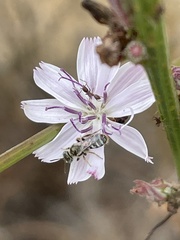 Perdita