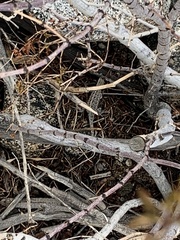 Uta stansburiana elegans