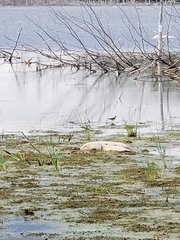 Charadriiformes