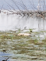 Charadriiformes