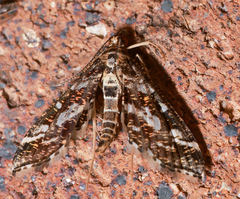 Diasemiopsis ramburialis