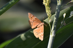 Asterocampa celtis antonia