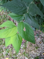 Magnoliopsida