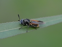Hoplitimyia mutabilis