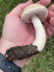 Tylopilus rhoadsiae