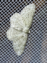 Ectropis crepuscularia