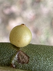 Caryomyia leviglobus