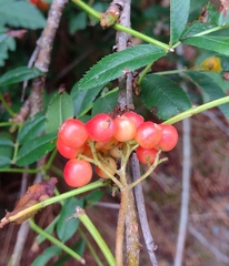 Sorbus scopulina