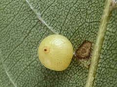 Caryomyia leviglobus