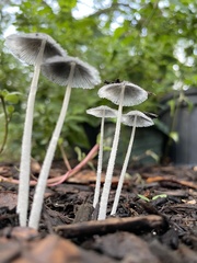 Coprinopsis lagopus