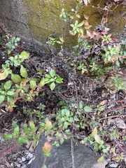 Parietaria judaica