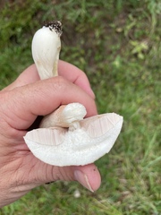 Tylopilus rhoadsiae