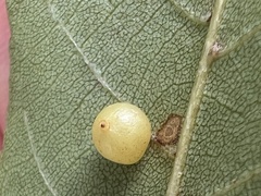 Caryomyia leviglobus